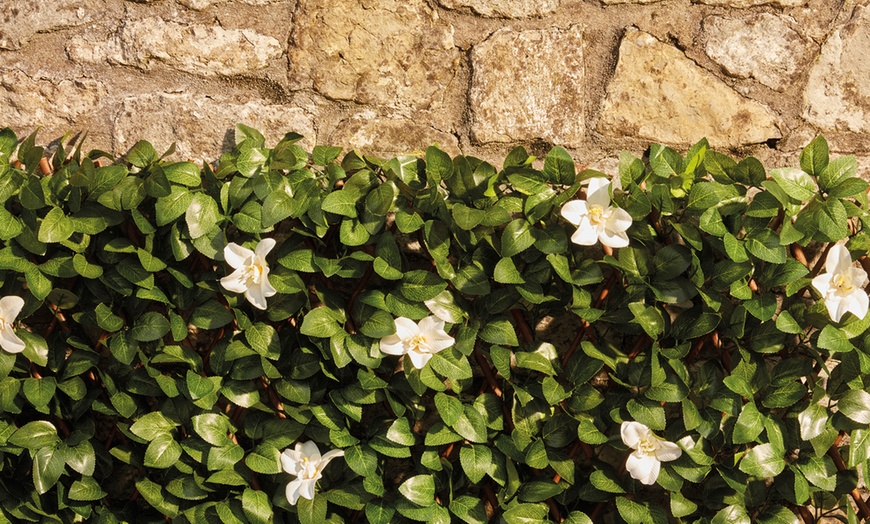 Image 3: Artificial Hedge Trellis