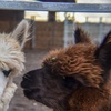 Image 2: Alpaca Farm Experience – Feed & Touch Gentle Huacaya Alpacas
