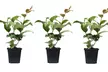 1 ou 2 lots de 3 plantes à fleurs Camélia de la marque OH2 - Image 7
