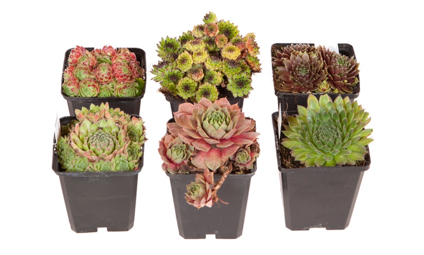 Image 5: Collection of Sempervivum Plants