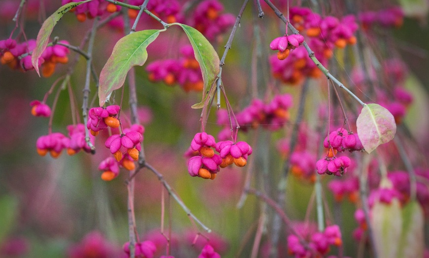 Image 3: Euonymus alatus Compactus - 1, 3 or 5 Potted Plants