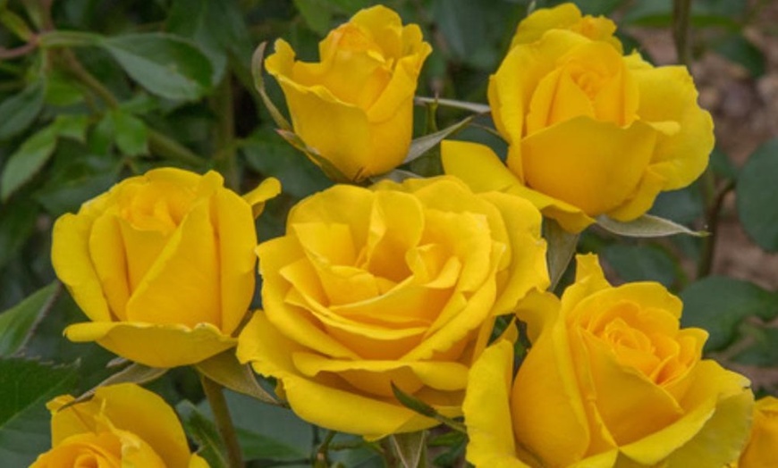 Image 4: Celebration Rose Bush Plants – 9 Varieties (1 Bare Root Plant)