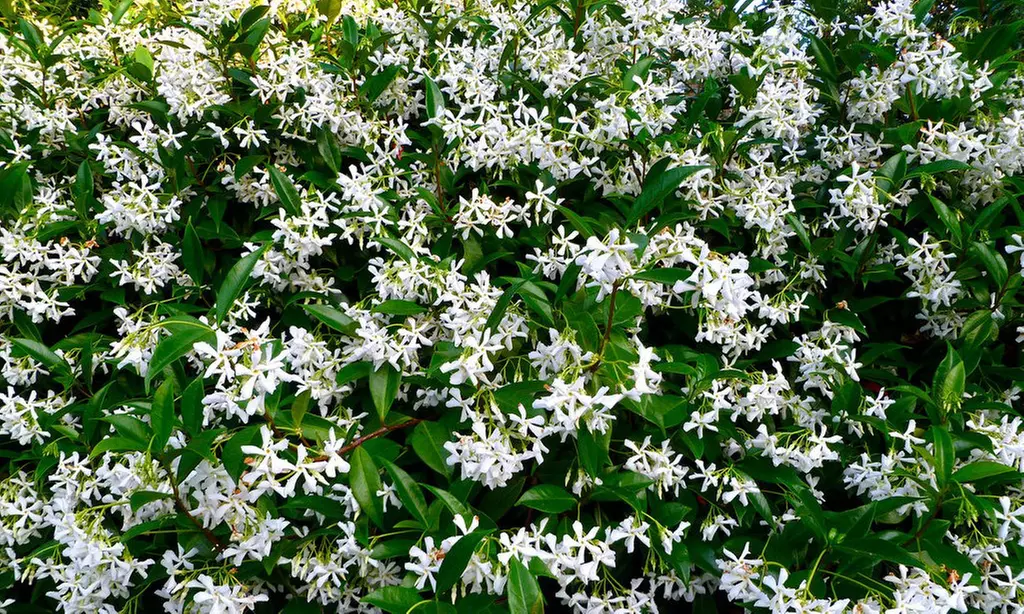 3 ou 6 plants de jasmin toscan blanc 25-40 cm