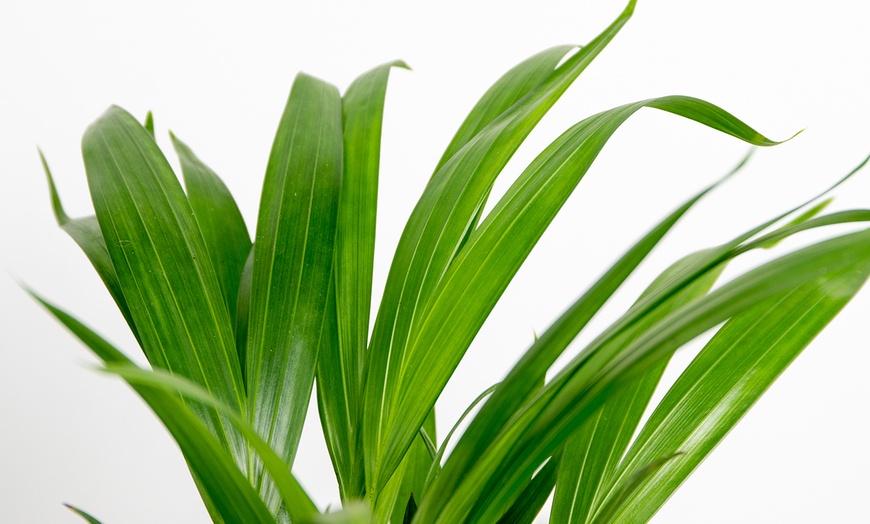 Image 4: Plante d'intérieur Dorée Dypsis Lutescens