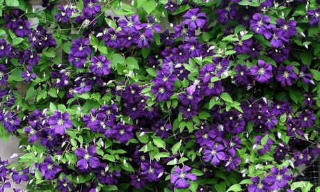 Set di 3 o 6 piante Clematis OH2 comprendenti Etoille de Violette, Nelly Moser e Montana Rubens