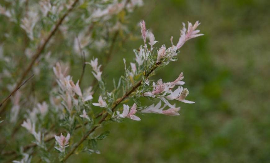 Image 7: Salix Flamingo Standard Tree with Optional Patio Pots