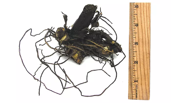 Pre-Order: Tropical Variegated Canna Phaison Plant Bulbs (3-Pack) - Second Medium