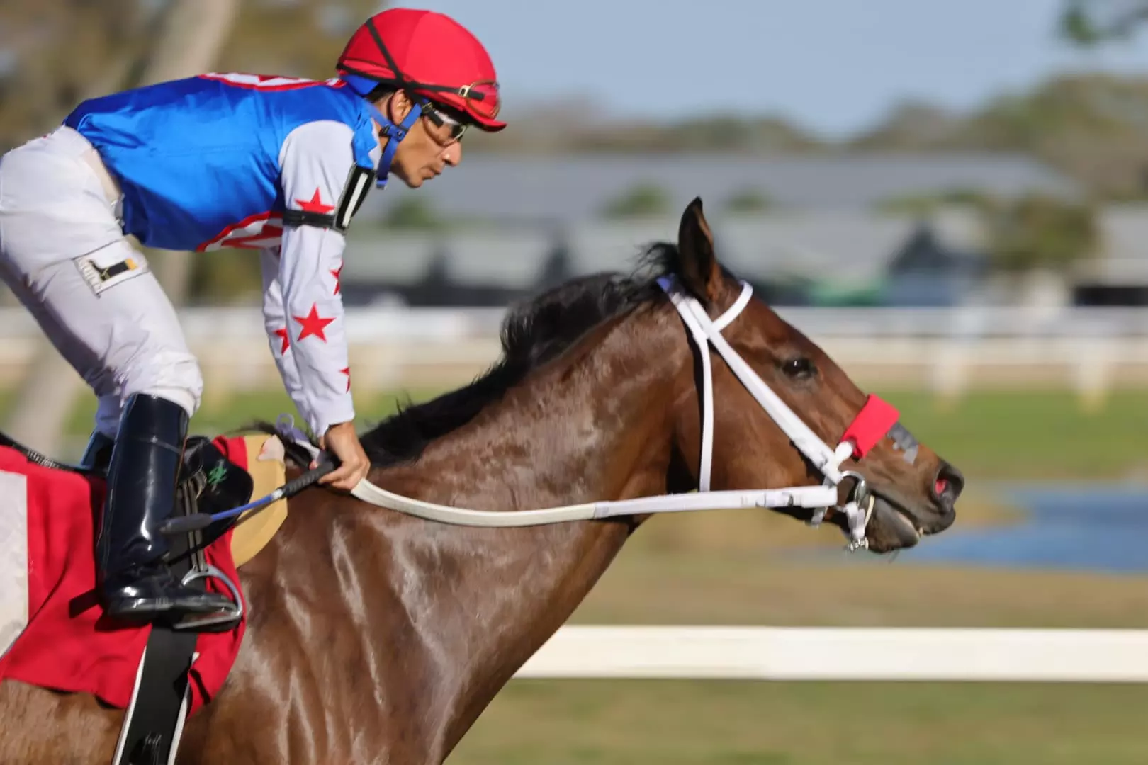 Tampa Bay Downs Horse Racing Deals: VIP Seating & Betting Vouchers