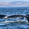 Image 2: Whale Watching Ocean Adventure