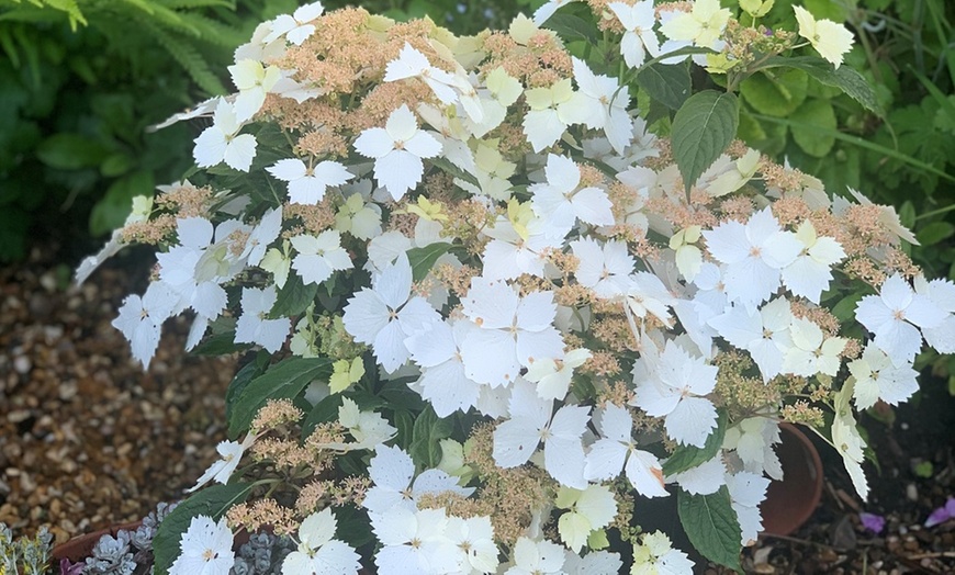 Image 4: One or Two Hydrangea Cloud Nine Plants