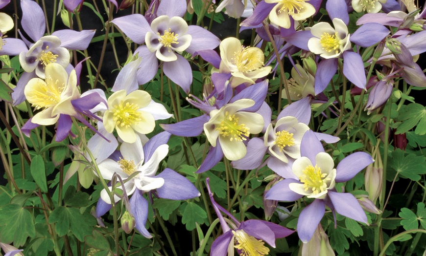 Image 4: Three or Six Bare Roots of Aquilegia Mckana Hybrids