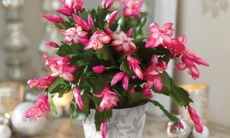 Christmas Cactus Plant | Groupon