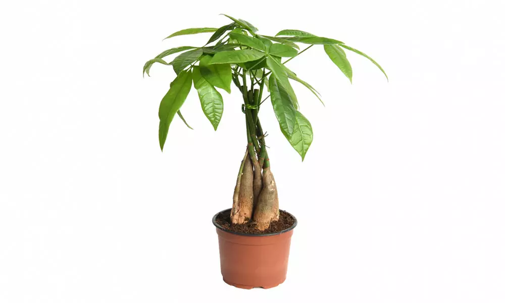 Pachira Aquatica Tree with Braided Stem Plants