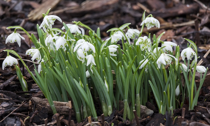 Image 4: Up to 50 Snowdrops and Bluebells