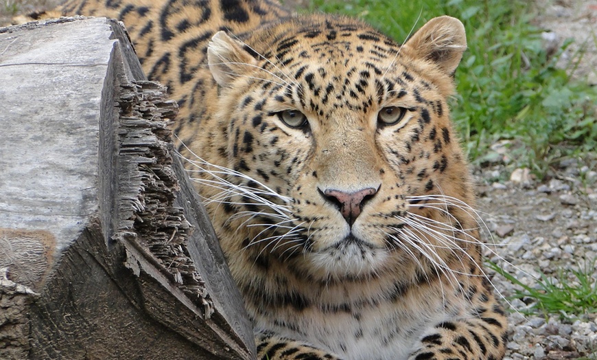 Image 2: Zoo de Fréjus : les animaux comme vous ne les avez jamais vus !