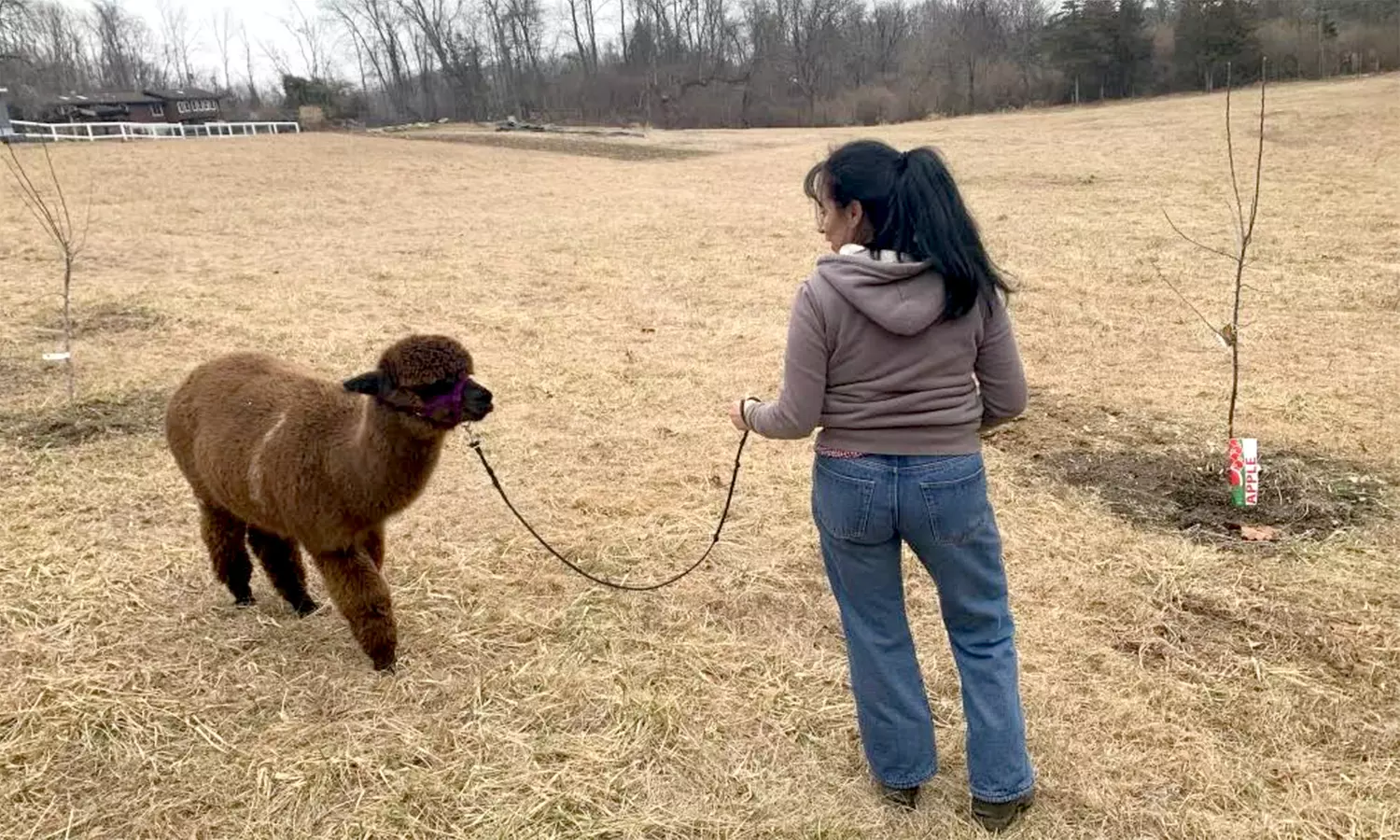 60-Minute Alpaca Walk for Two or Four at Pequest Cut-Off Farm (Up to 45% Off) - Second Medium