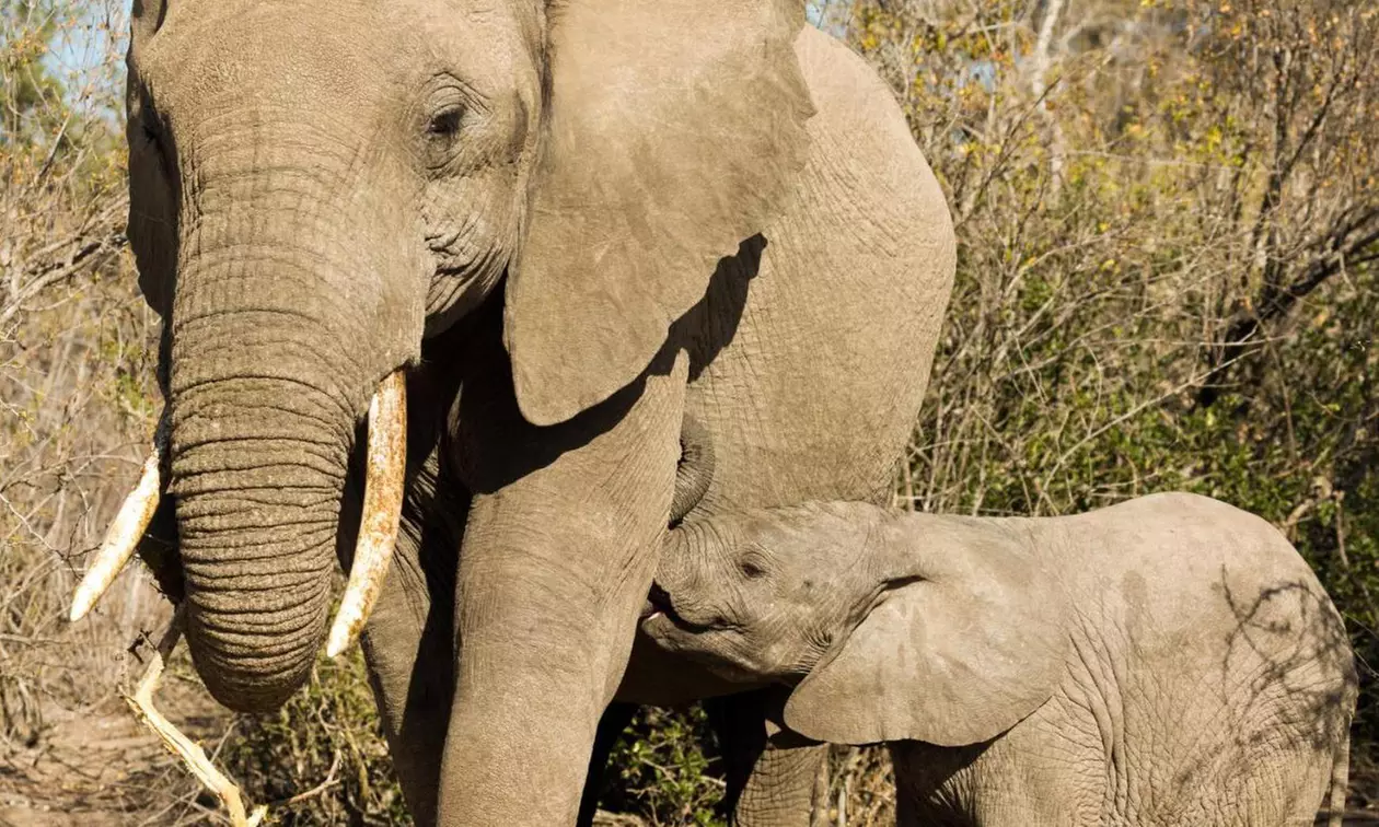 South Africa: Up to 7-Night Experience