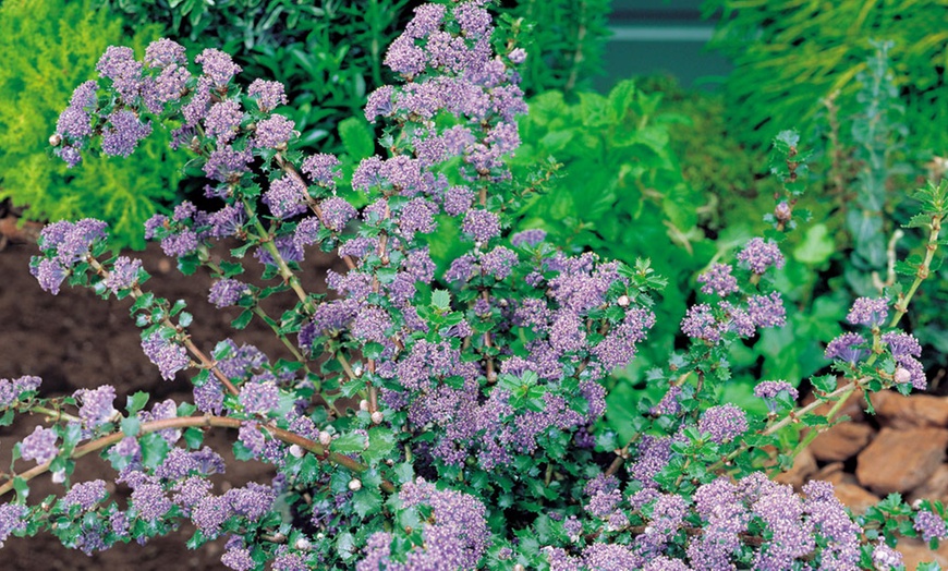 Image 4: Ceanothus Thyrsiflorus Repens Plant