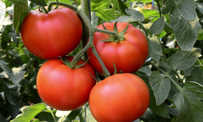 Tomato Rocket Planting Kit | Groupon Goods