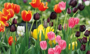 Tulip Patio Bulb Collection - 40 or 80 Spring Bulbs