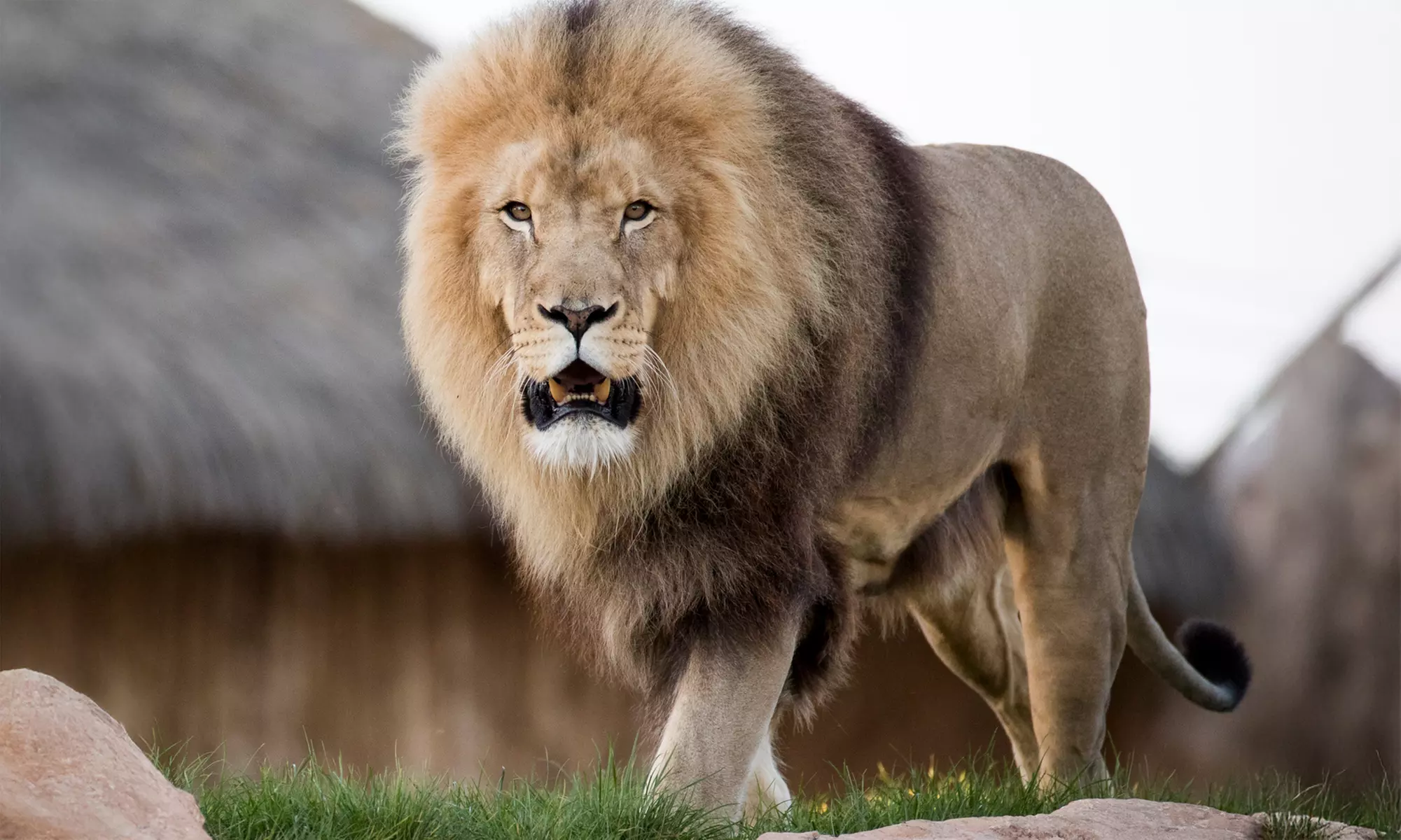 ZooParc de Beauval : 1 ou 2 jours pour un tour du monde animal