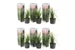Ensembles de 3 ou 6 plantes d'herbe de la Pampa, 25-40 cm, livraison offerte - Second Medium