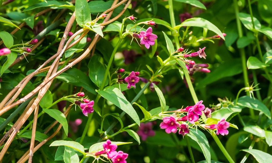 Image 4: 5 or 10 Scented Climber Collection Plants