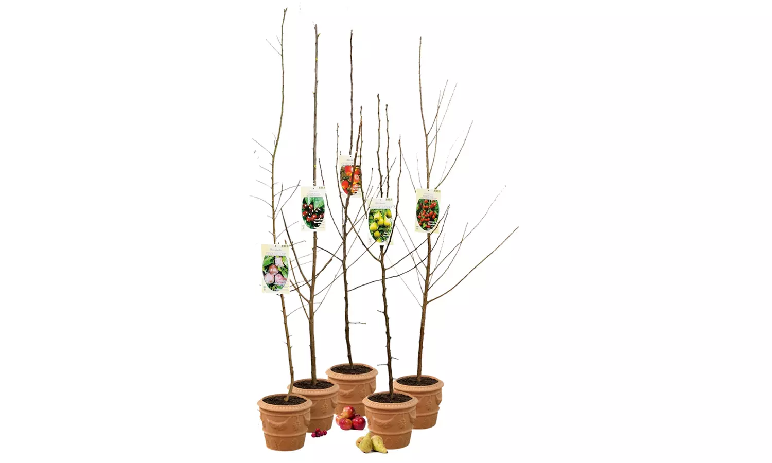 Set di 5 alberi da frutta XXL