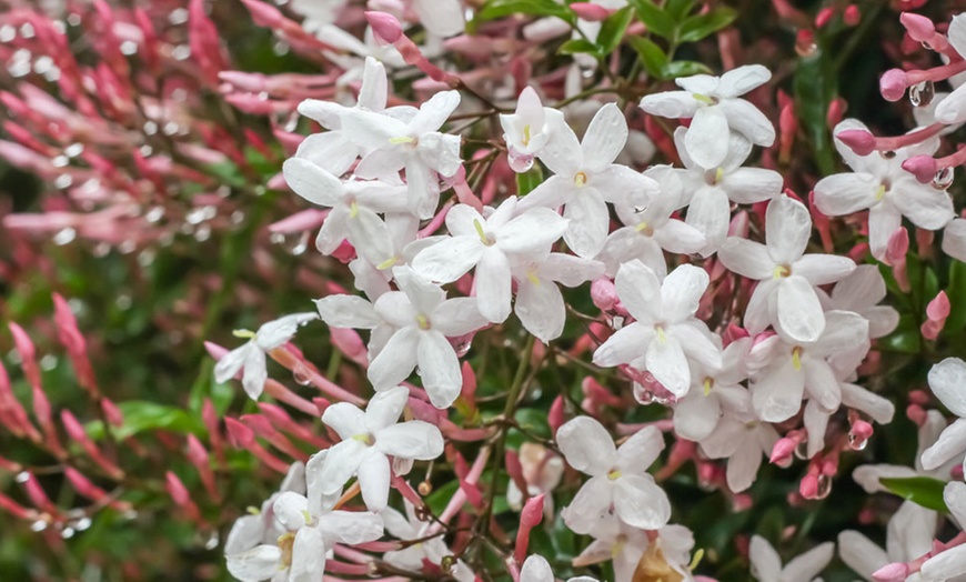 Image 1: One, Two or Three Jasminum Officinale Potted Plants