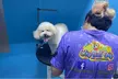 Get Full Grooming for Cats or Small, Medium, Large or Extra Large Dogs @Clip and Dip Pet Grooming(Up to 46% Off) - Image 4