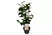 1x oder 2x japanische Rose (Camellia Japonica) - Second Medium