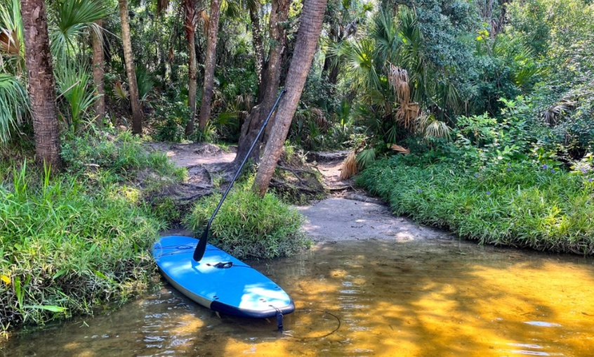 Explore the Manatee River on a 2-Hour Paddleboard Tour