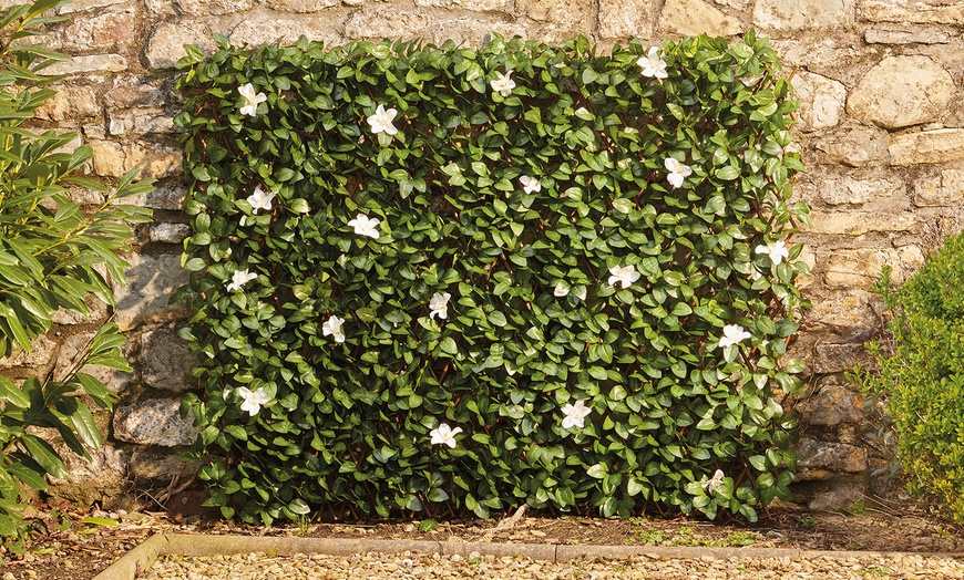 Image 11: One or Two Expandable Artificial Hedge Trellis 1m x 2m