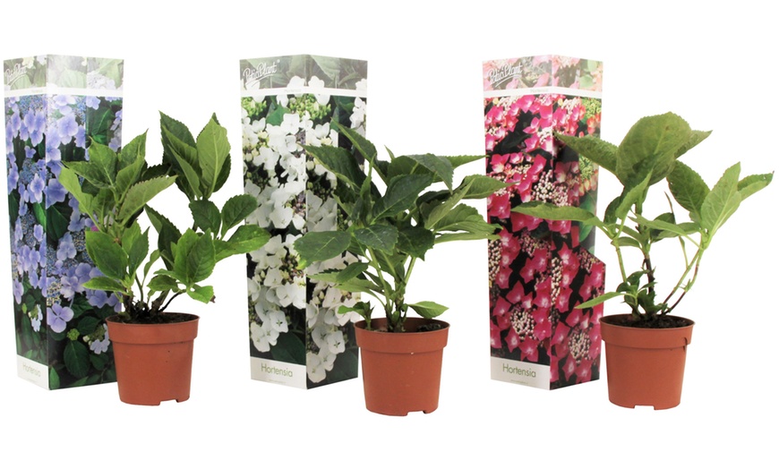 Image 4: Conjunto de 3 o 6 plantas de Hortensia Teller