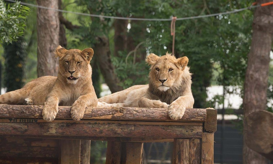 Image 4: Safari Experience for Two or Four at The Aspinall Foundation