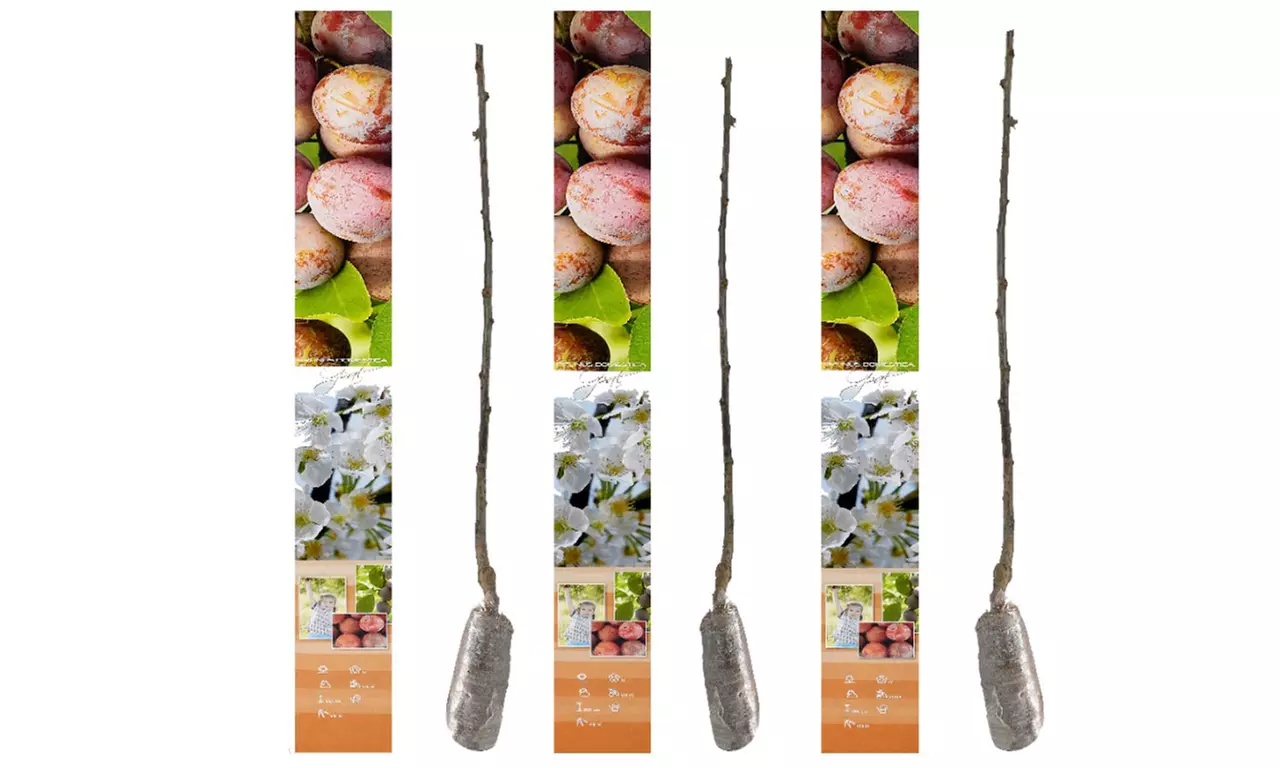 3, 5 o 10 alberi da frutto