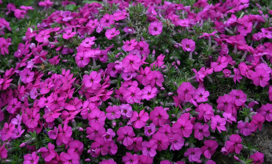 Image 8: 5, 10, 20 or 50 Phlox Creeping Collection Plug Plants