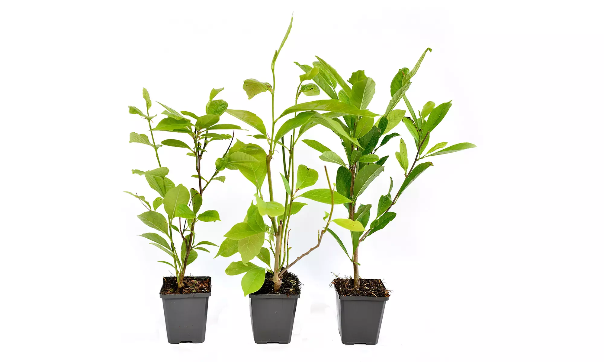 3x oder 6x Magnolien