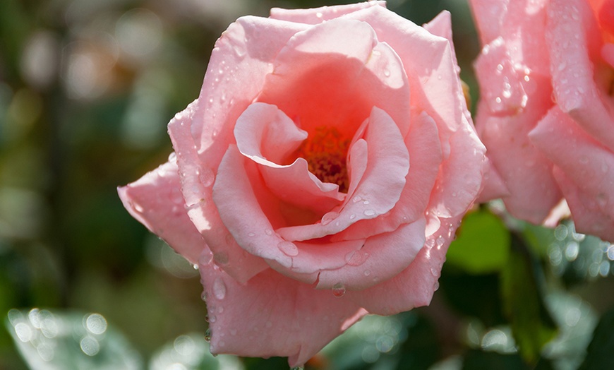 Image 3: Rosas de jardín perfumadas