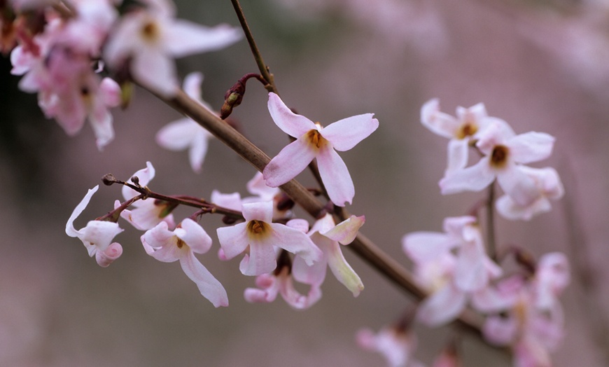 Image 1: Pink Forsythia Plant