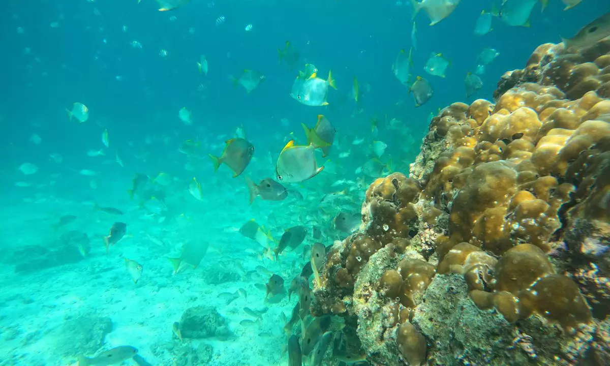 Dive into Adventure with Diving Course