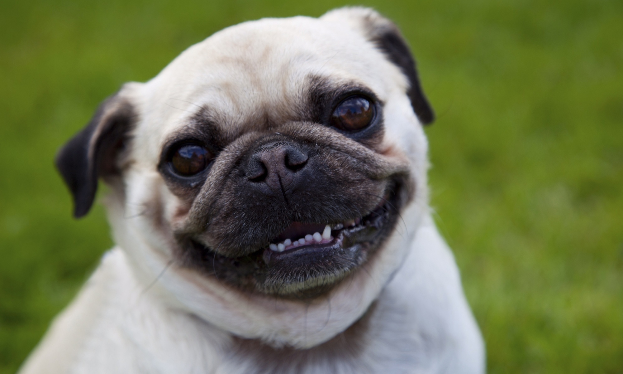 Pet Photoshoot with DVD