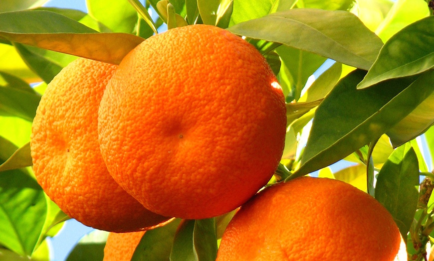 Image 2: Orange or Lemon Tree