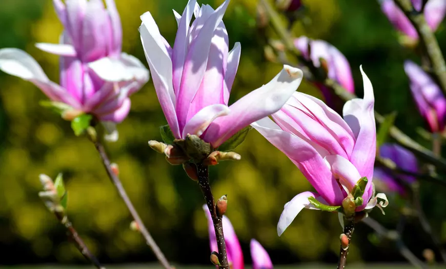 Image 4: Set van 3 of 6 Magnolia planten