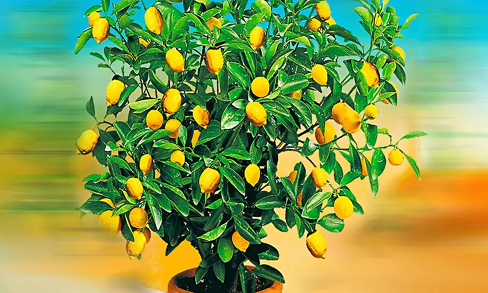 Set aus 4, 8 oder 12 exotischen Obst-Pflanzen - Primary Image