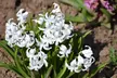 All White Flower Garden Collection (25-Bulbs) - Second Medium