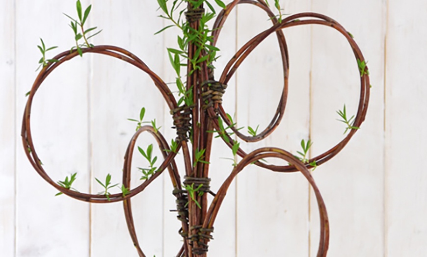 Image 3: Ornamental Twisted Willow