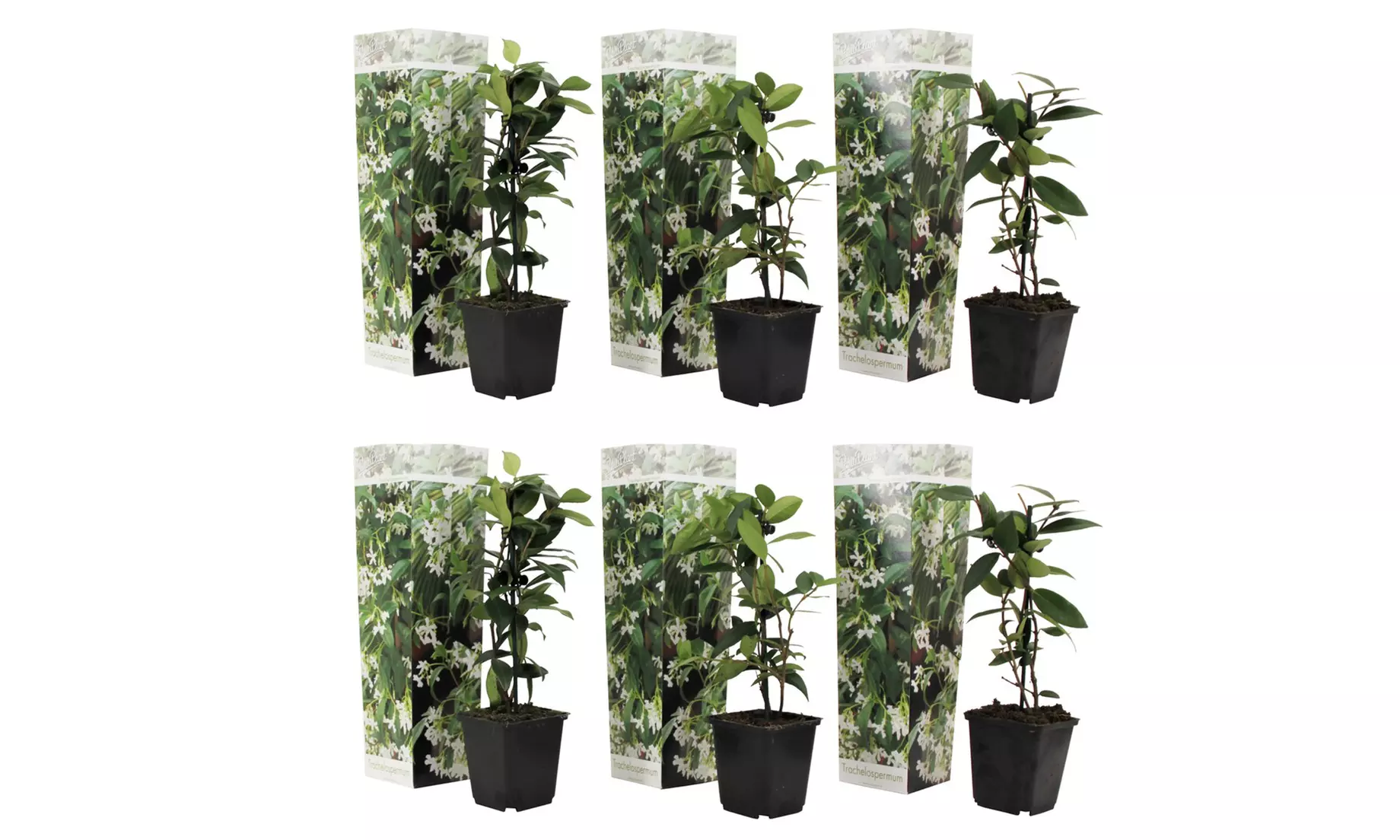 3 ou 6 plants de jasmin toscan blanc 25-40 cm