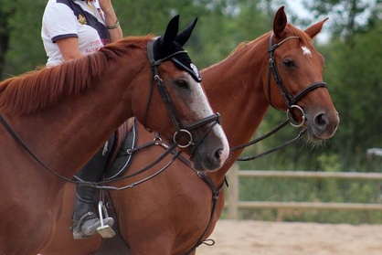 1 mois de cours d'équitation à 24,90 € aux Écuries d'En Cayla
