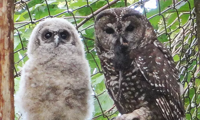 Adoption of an Owl and Tour for Two or Four at Mountain View Conservation & Breeding Centre (Up to 62% Off) - Primary Image